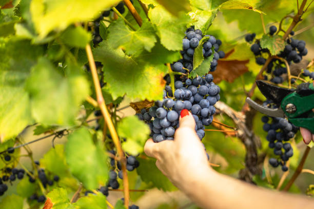 pinot noir wine