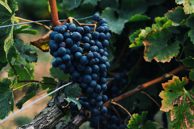 Best red wine