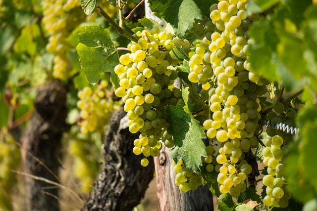 Sauvignon Blanc Wine