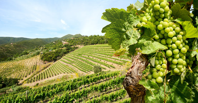 The World of Sauvignon Blanc