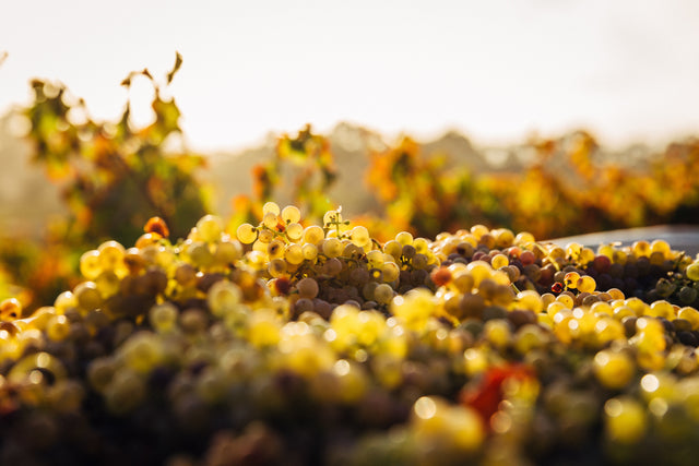 White Wine