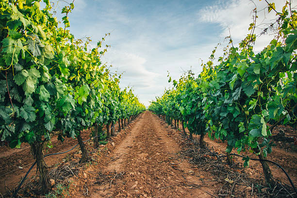 A Good Pinot Noir: Understanding and Enjoying This Classic Red Wine