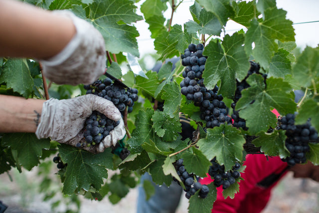 Pinot Noir