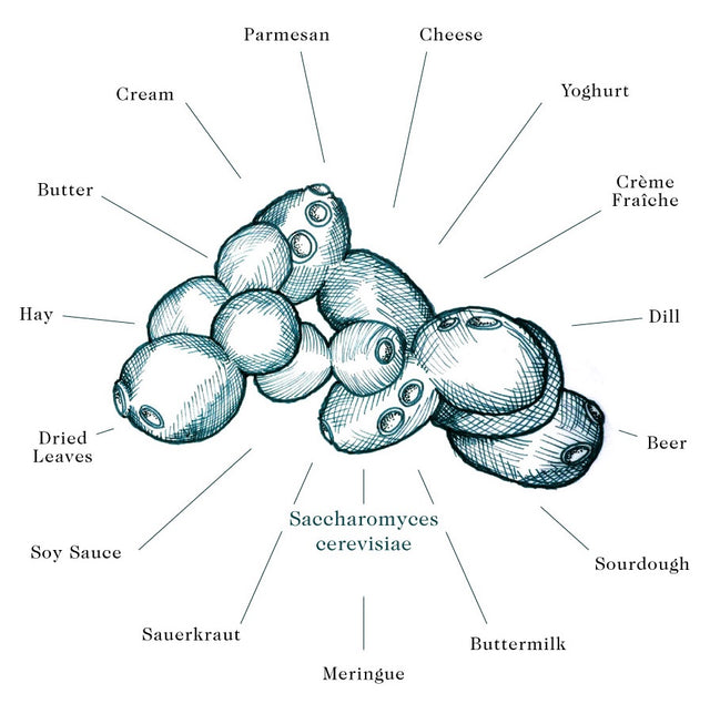 Native Yeast Wine: A Unique and Flavorful Alternative