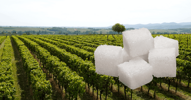 Sugar cubes and wine vineyard.